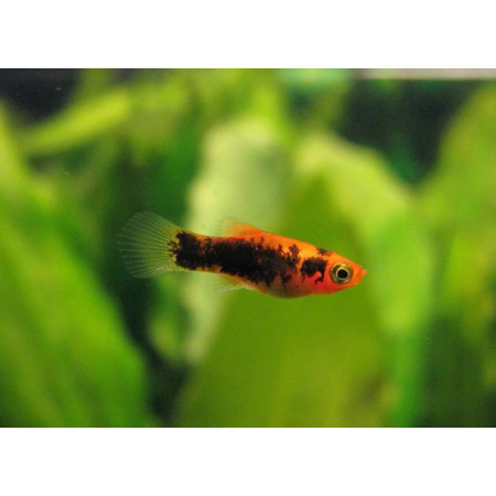 Platka - Zmienniak Plamisty - Xiphophorus maculatus